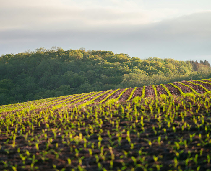 champs de pomme de terre