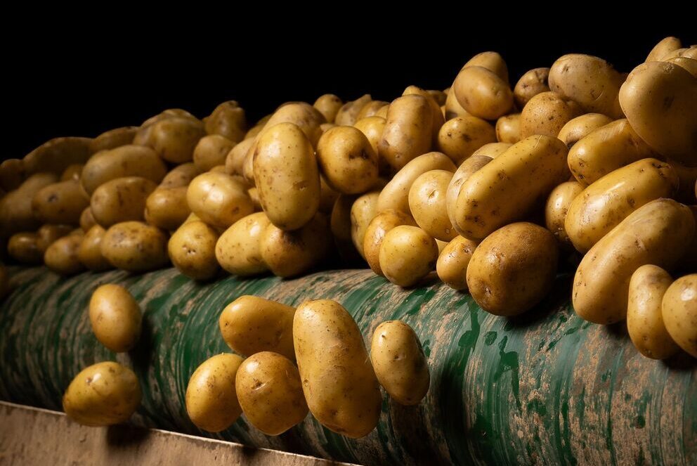 négoce pomme de terre