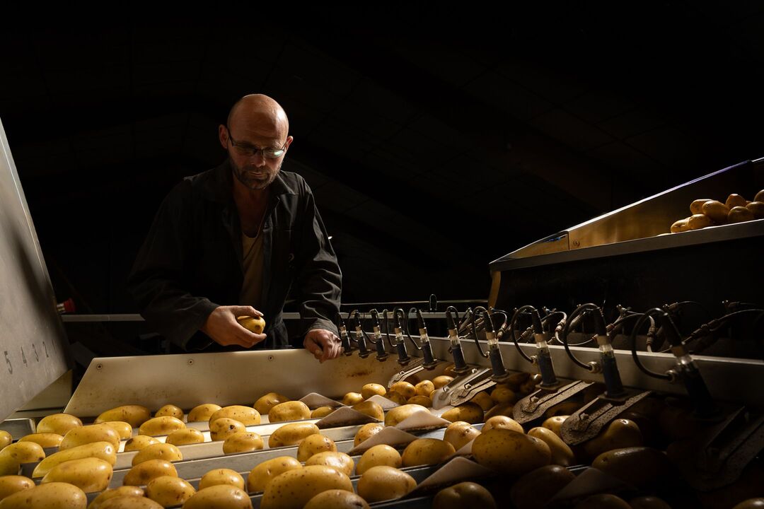 conditionneur pomme de terre