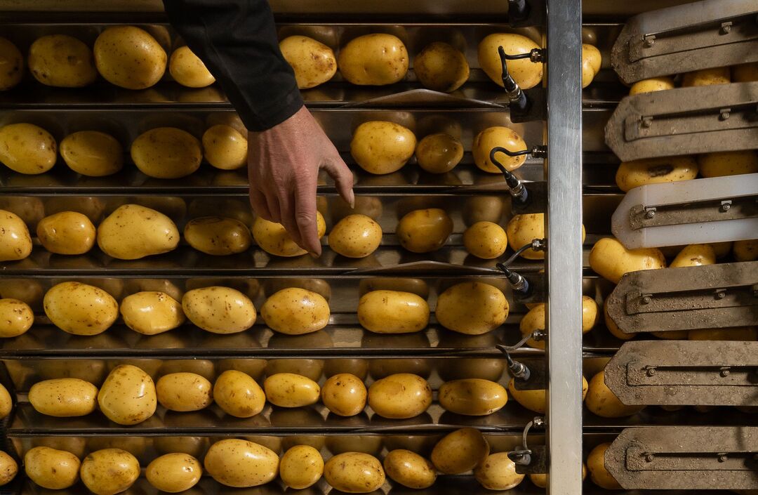 conditionneur pomme de terre
