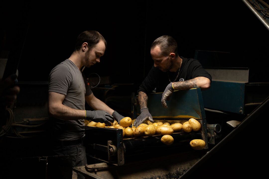 usine pomme de terre