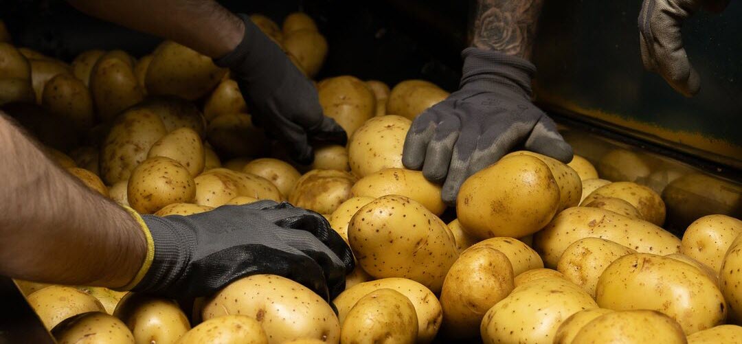 conditionneur pomme de terre