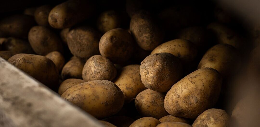 usine pomme de terre
