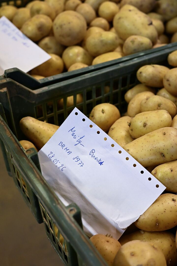 démarche qualité pomme de terre