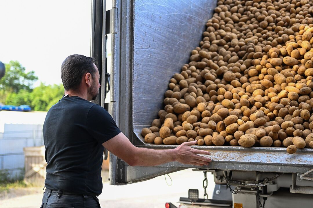 conditionneur pomme de terre