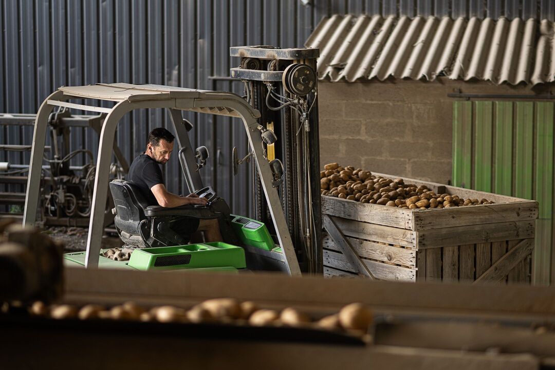 pomme de terre de consommation