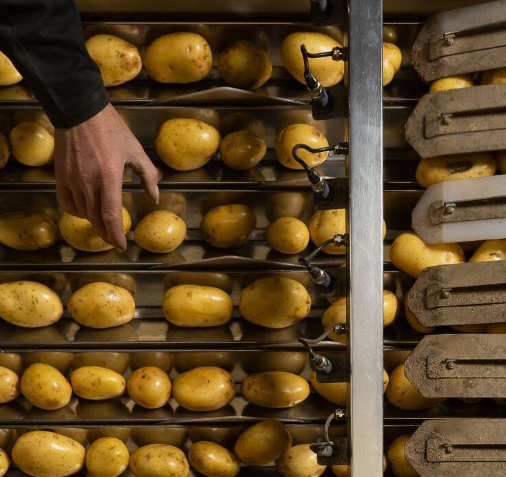 variété pomme de terre